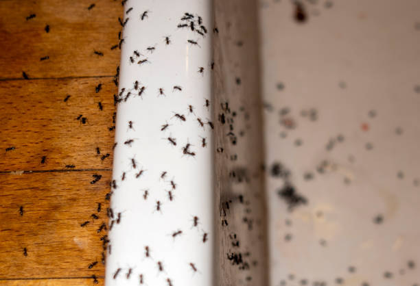 Best Local Pest Control Services  in Gresham, OR