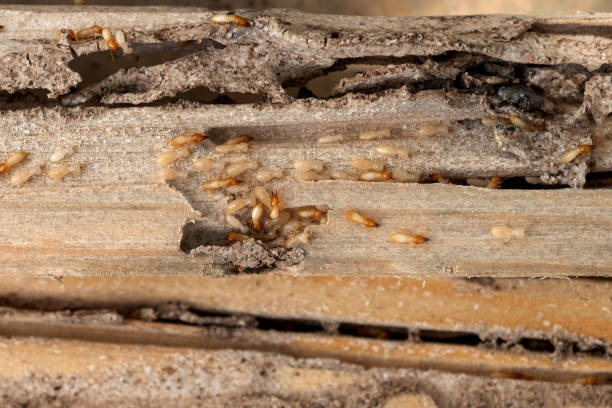 Best Wasp Removal Services  in Gresham, OR